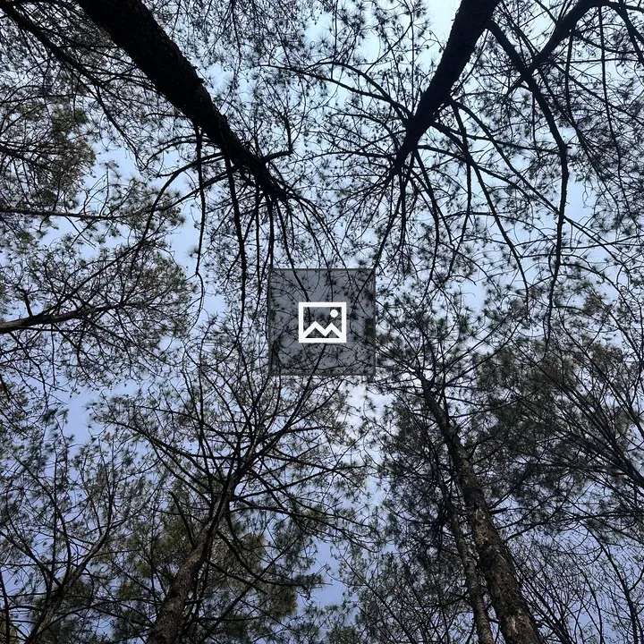 Forest View Looking Up
