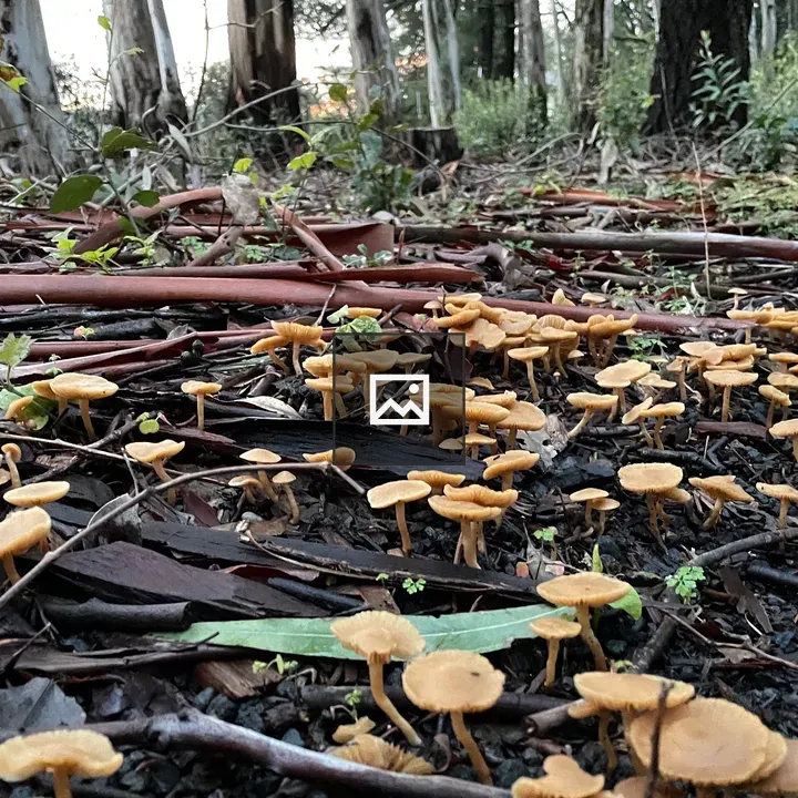 Mushrooms at Jack London Park