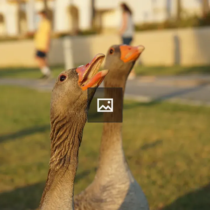 Geese with orange beaks
