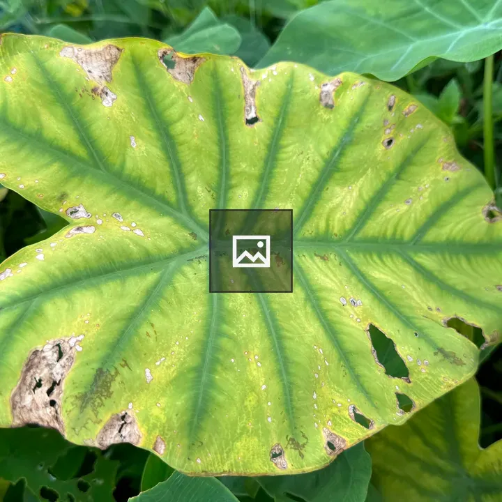 Close-up of yellowing leaf