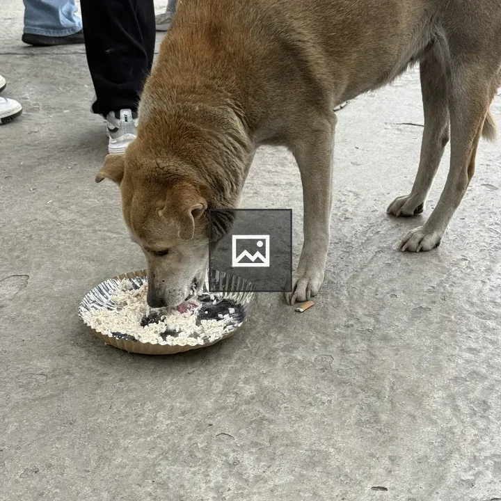 Dog eating from plate on concrete