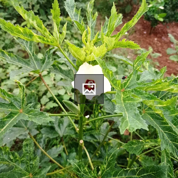 Flower of lady finger
