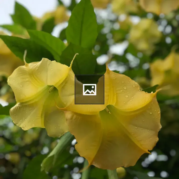 Yellow Bell Flower