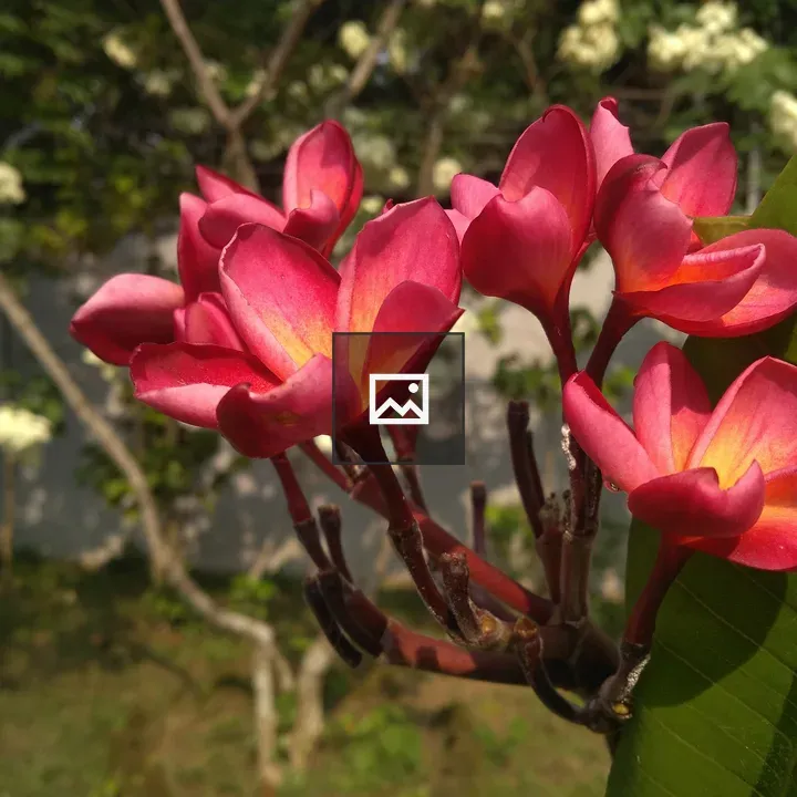 Plumeria Flower Cluster