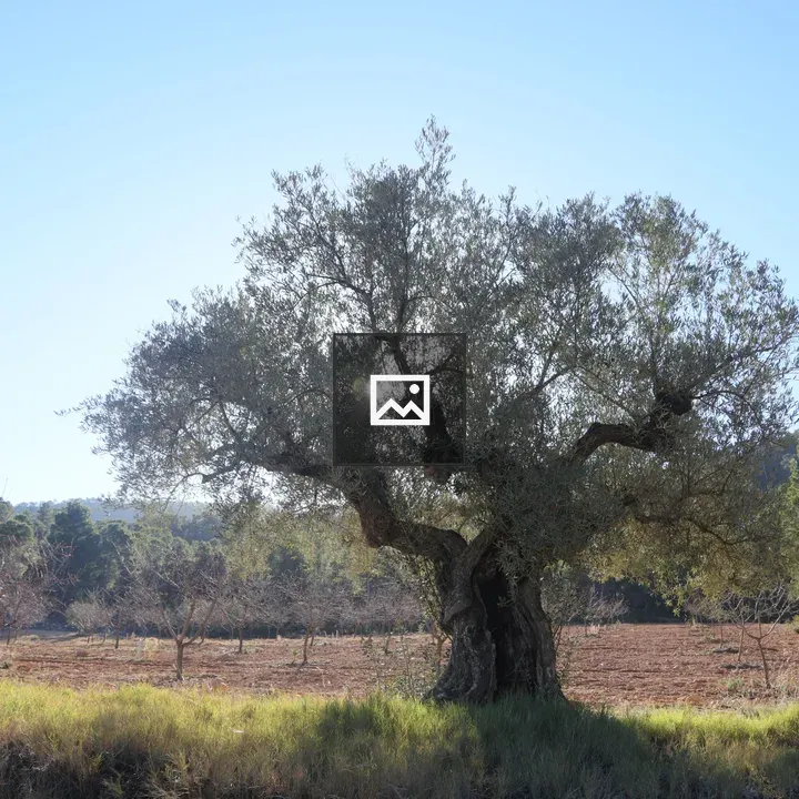 Olive Tree in a Forest Clearing
