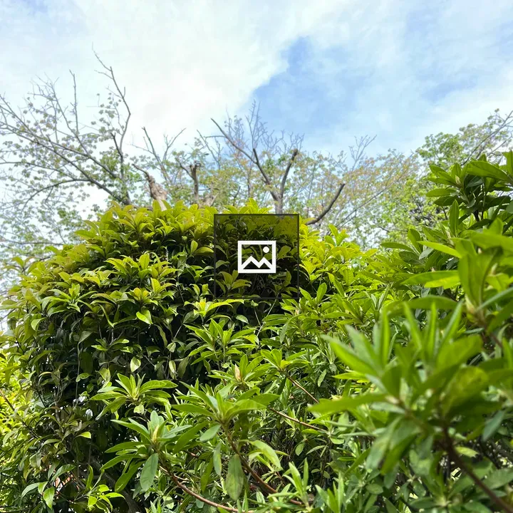 Lush greenery and trees