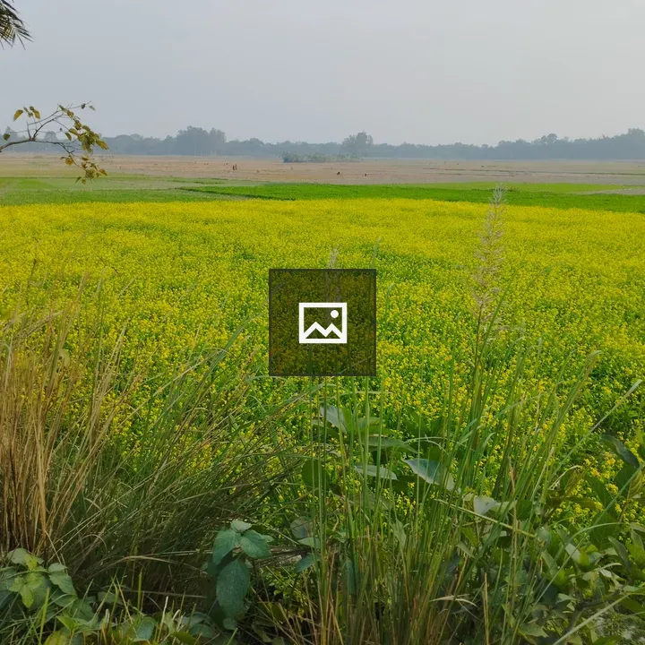 Mustard field in Bangladesh