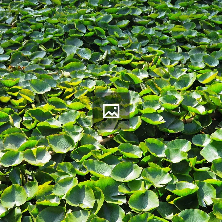 Water lilies leaves