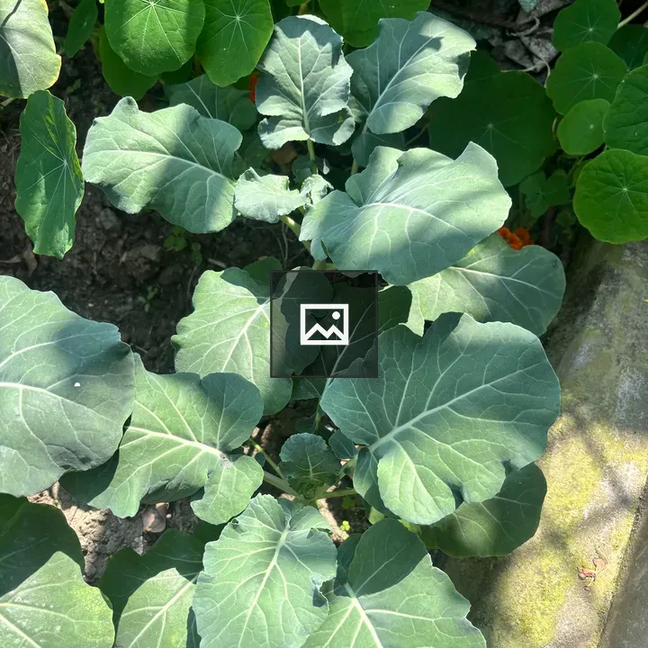 Cauliflower Leaves In Garden