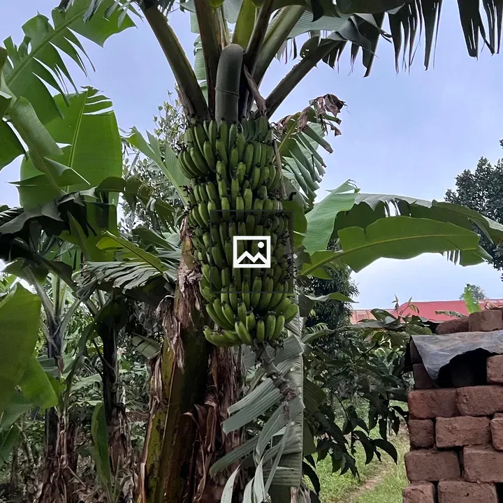 Banana cluster in garden