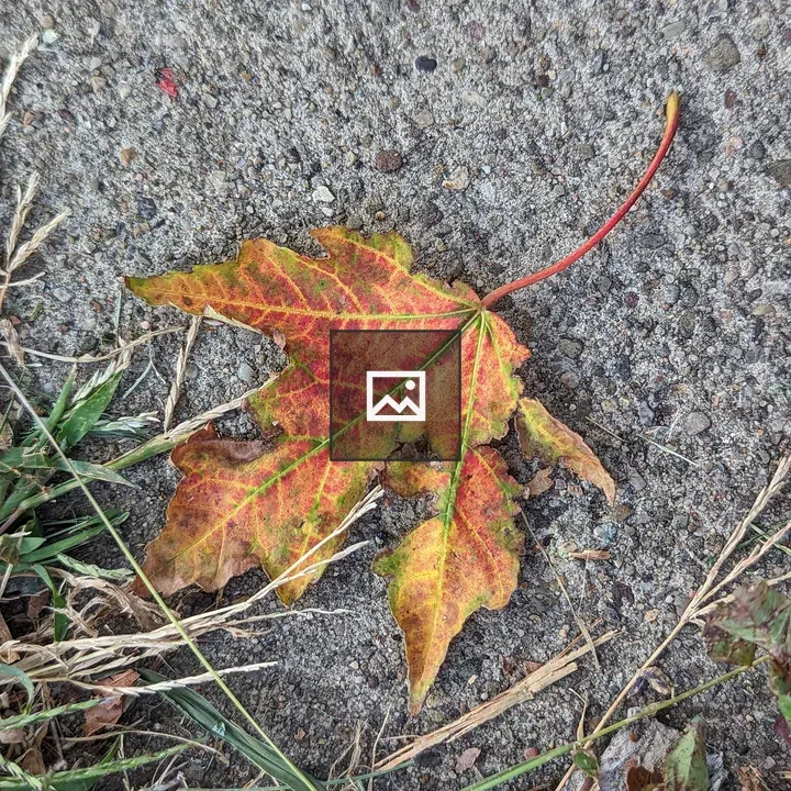Dry leaf on concrete