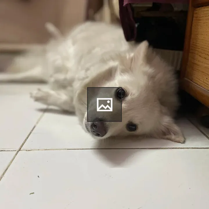 Laika the Pomeranian