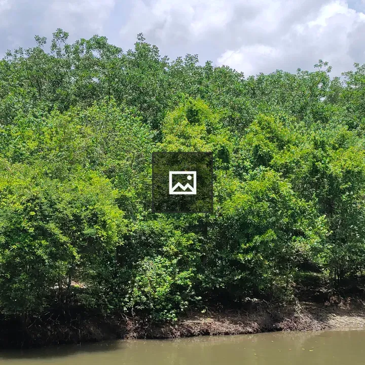 Water and trees scene