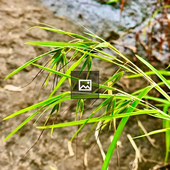 Grass from sedges family