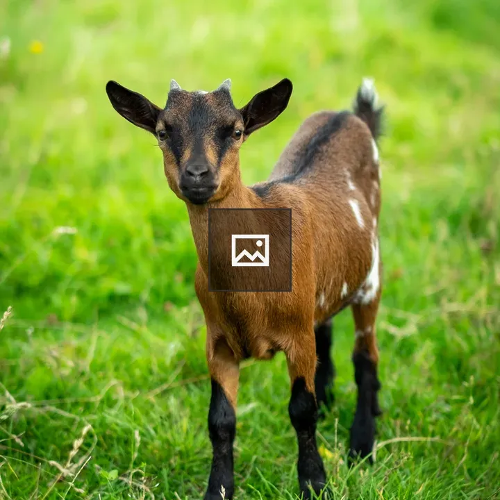 Young goat in a grassy field
