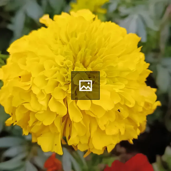 Marigold Flower