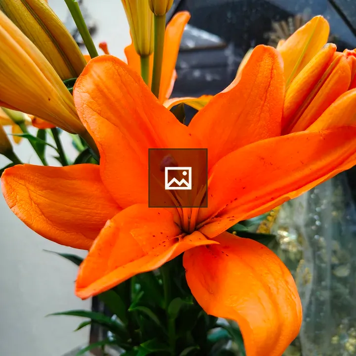 Orange Lily in Bloom