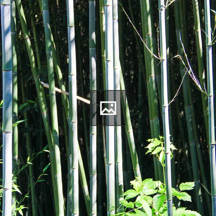 Bamboo Forest
