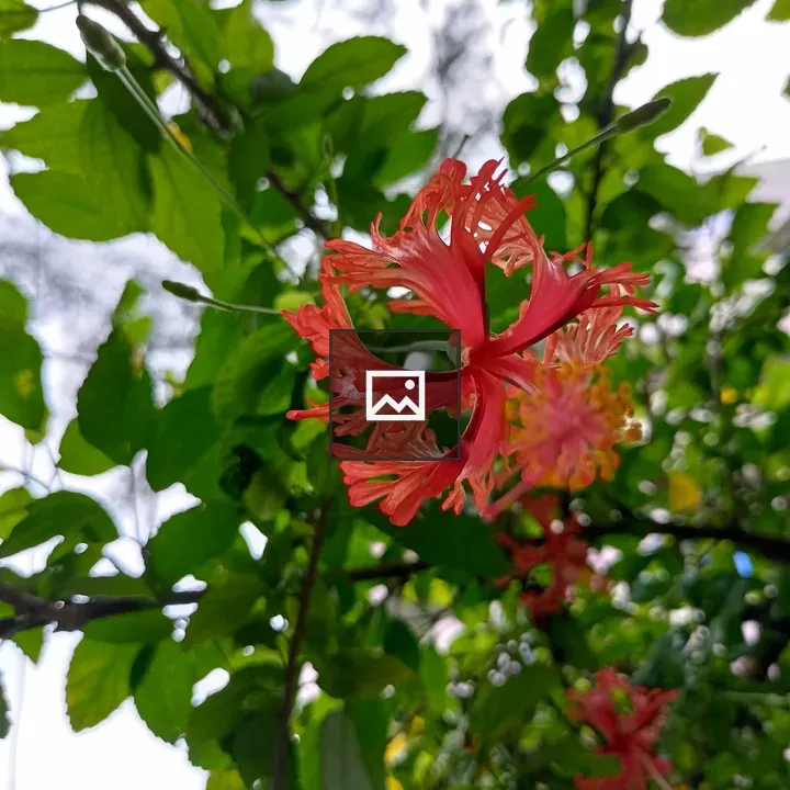 Hibiscus flower