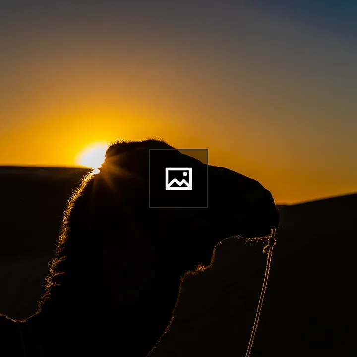Camel Silhouette in Desert Dunes