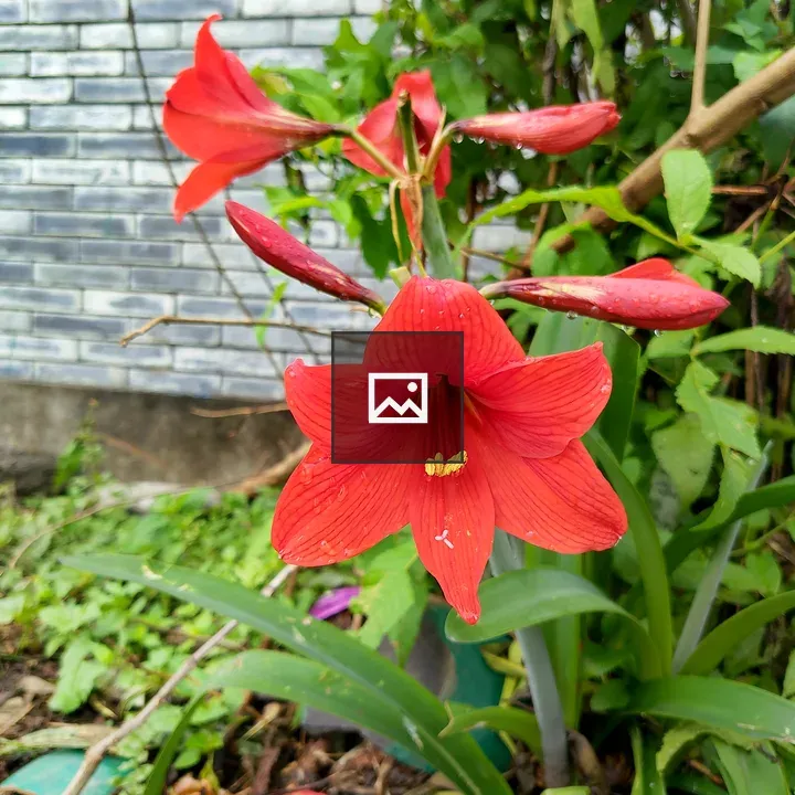 Amaryllis in Bloom