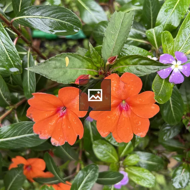 Vibrant orange flowers