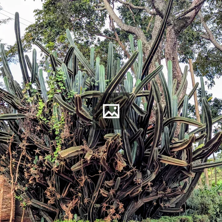 Cactus with Green Foliage