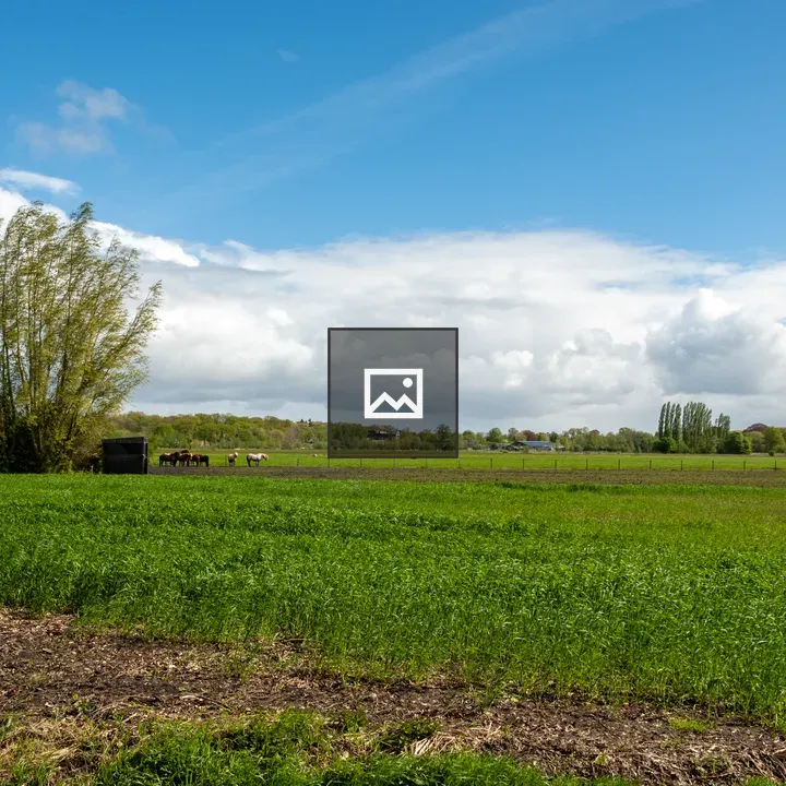 Horses grazing in a green field