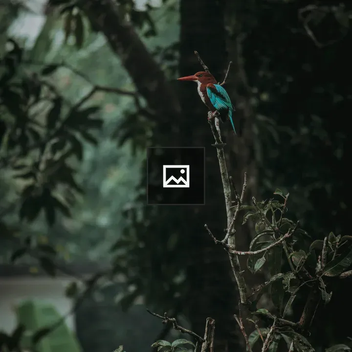 Bird on a Forest Branch