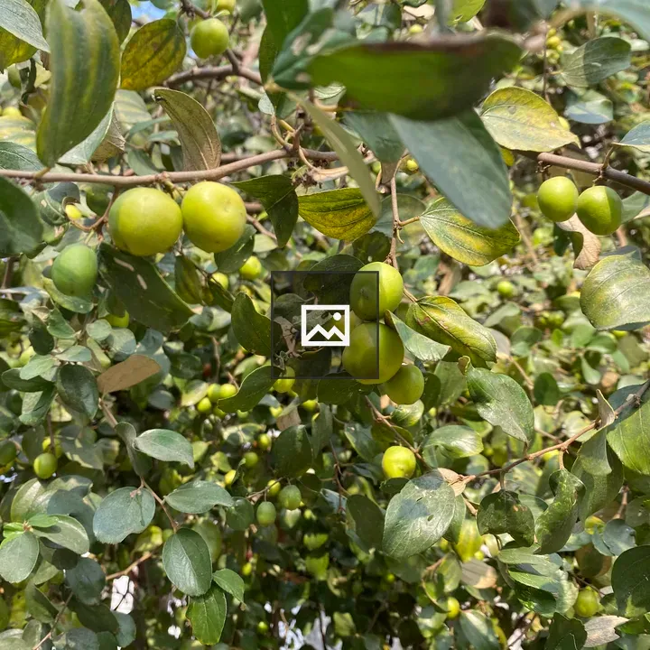 Tree branches with jujube fruits