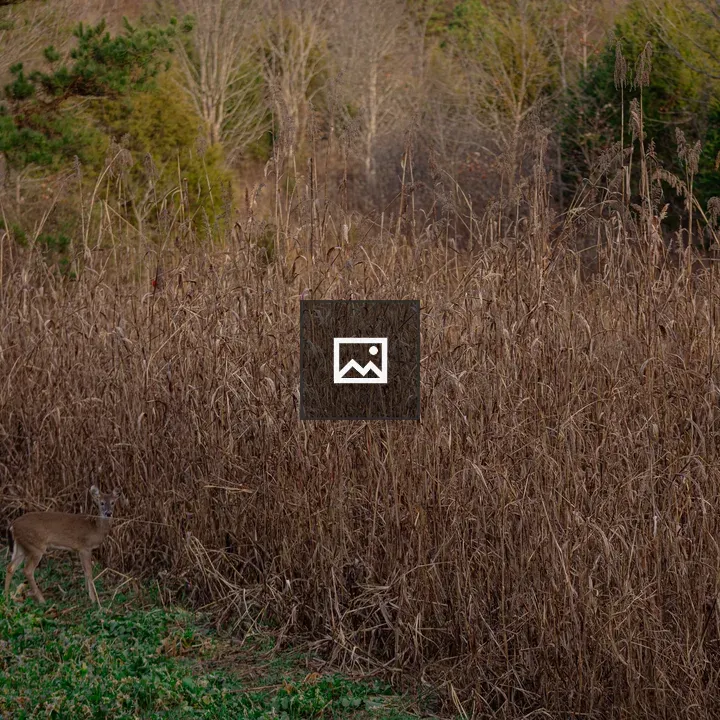 Deer at woodland edge