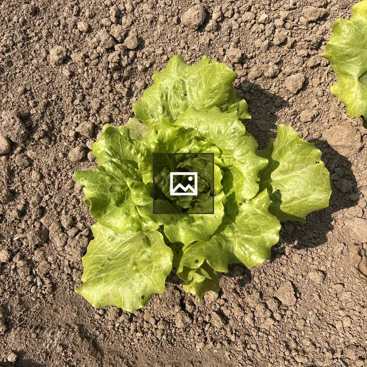 Lettuce head in soil