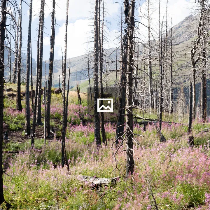 Pink wildflowers after a fire
