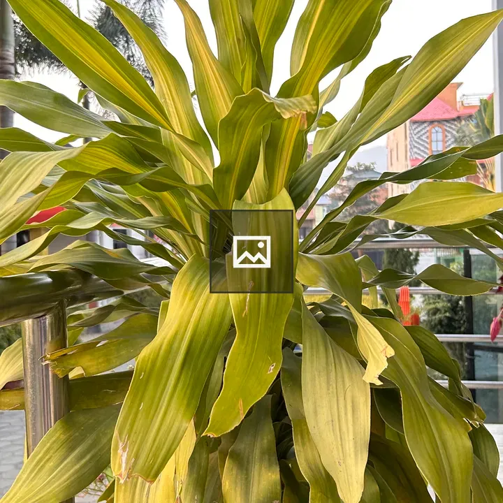 A lush green plant with long leaves