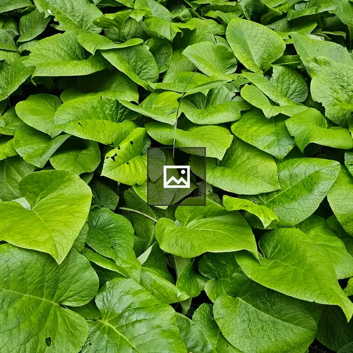 Leaf cluster of Giloy plant