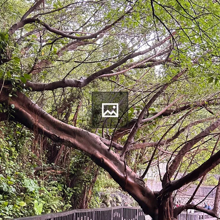 Wooden walkway through green canopy