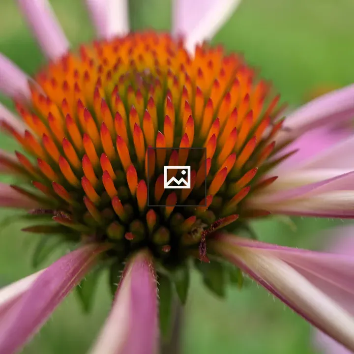 Cone flower center close up