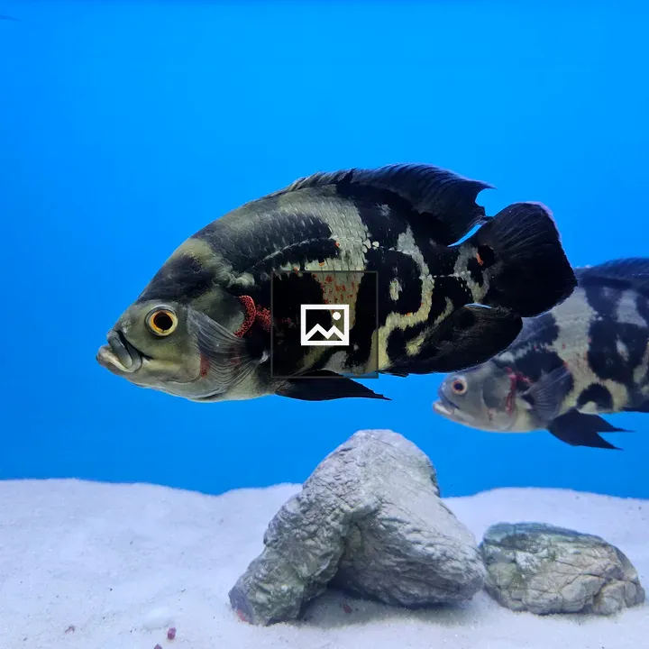 Two fish in a blue tank