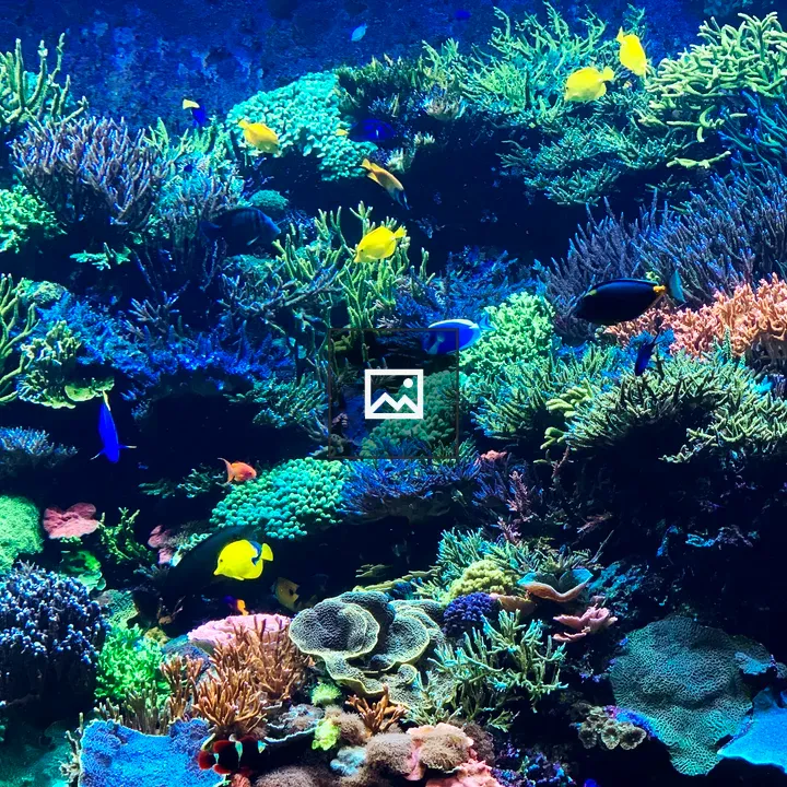Coral reef and fish in aquarium