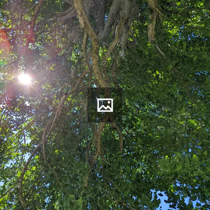 Tree branches with sun glow