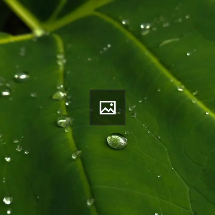 Close-up Green Leaf with Droplets