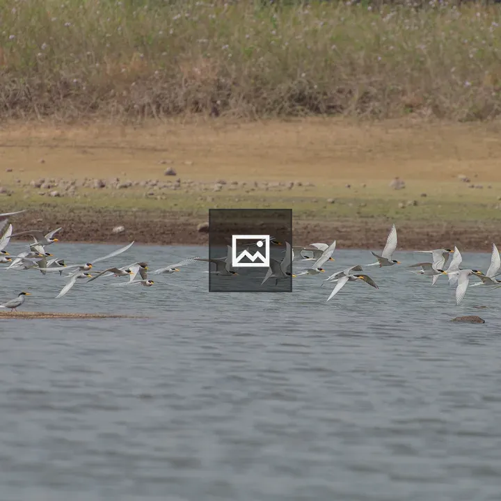 River Tern flock over water