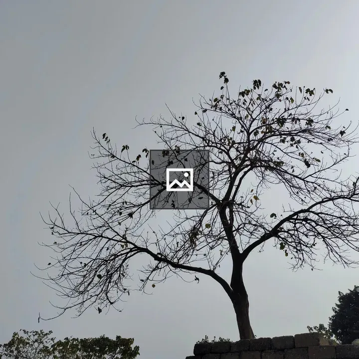 Smoke sky over bare tree