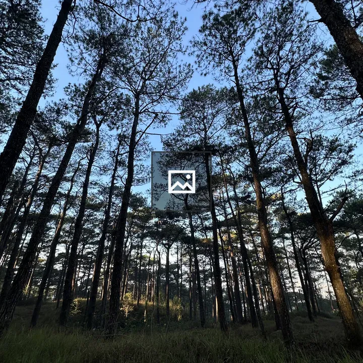 Trees Rise Over Green Field