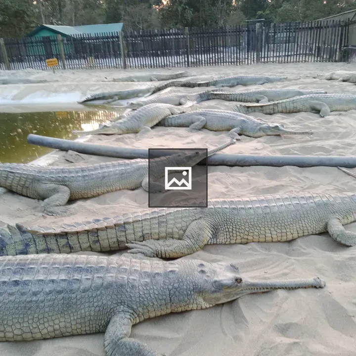 Crocodile in Royal Chitwan National Park