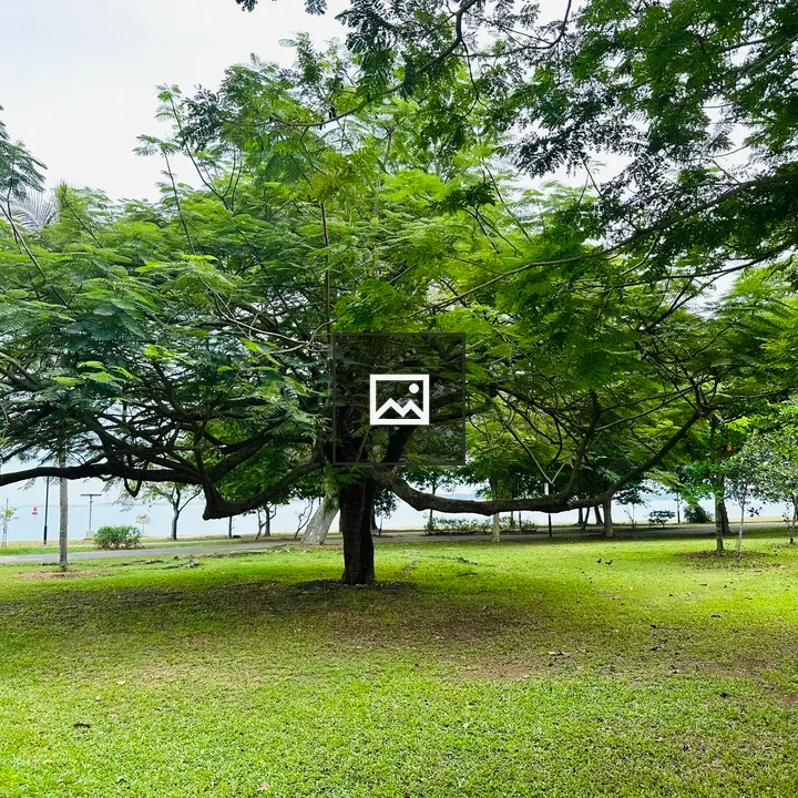 Tree in a Singapore park