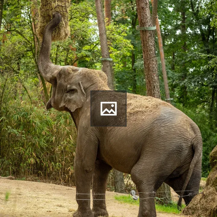 Asian elephant feeding