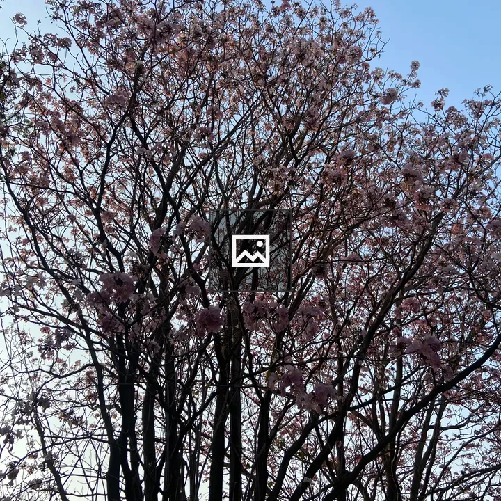 Silhouette of a flowering tree