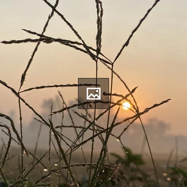 Dewy Grass at Sunrise