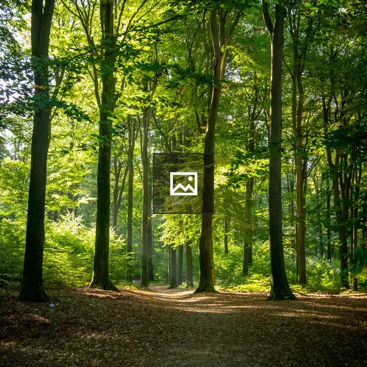 Forest path
